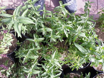 High angle view of plants growing in farm