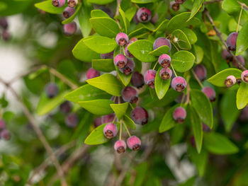 Close-up of purple flowering plant