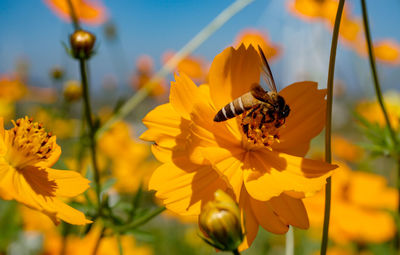 Close-up of bee pollinating on yellow flower