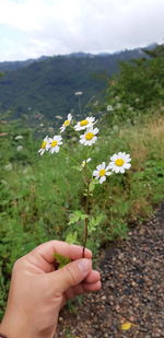 Hand holding flowering plant