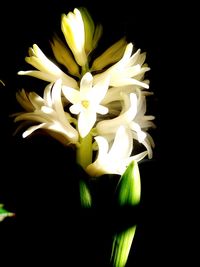 Close-up of flowers blooming outdoors