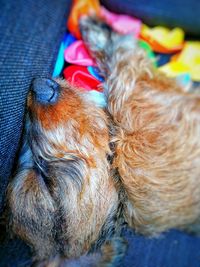 Close-up of dog sleeping