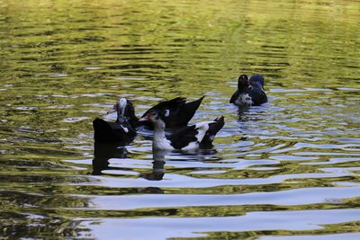 High angle view of ducks swimming on lake