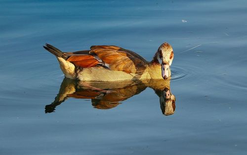 High angle view of duck swimming on lake