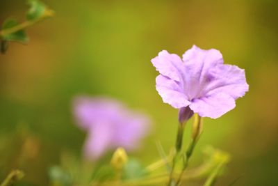 Close-up of pink flowering plant on field