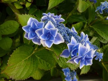 Close-up of blue flowering plant
