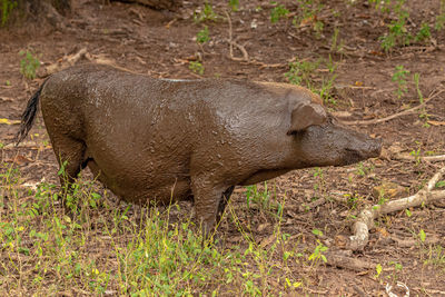 Pig on field