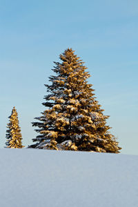 Snow covered pine trees against blue sky