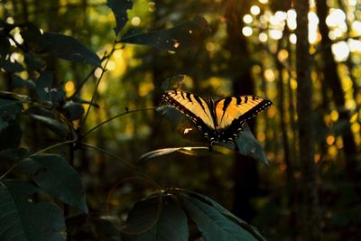 Close-up of butterfly pollinating flower