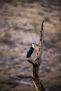 Close-up of bird perching on driftwood against tree trunk