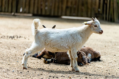 Little goat pisses standing up