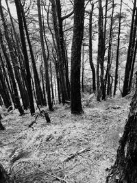 Trees in forest