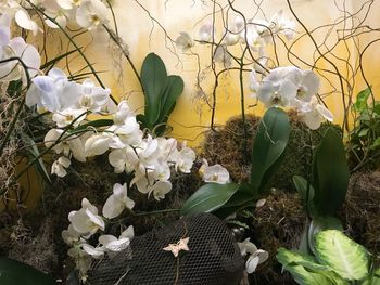 Close-up of white flowering plants on field