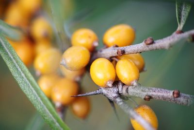 Close-up of fruits on tree