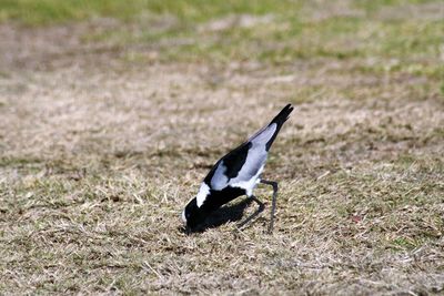 Close-up of bird on field