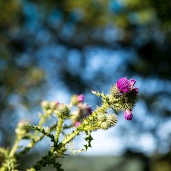 Close-up of pink flowering plant