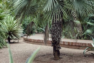 Palm trees in park