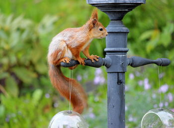 Close-up of squirrel on feeder