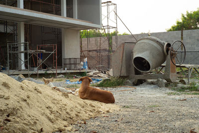 Rear view couple of dogs sit on the sand pile at the construction site