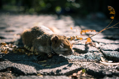 Close-up of squirrel on rock