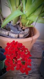 Close-up of red potted plant