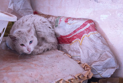 Cat resting on bed