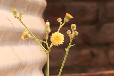 Close-up of yellow flowering plant