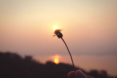 Close-up of hand holding red flowering plant against sky during sunset