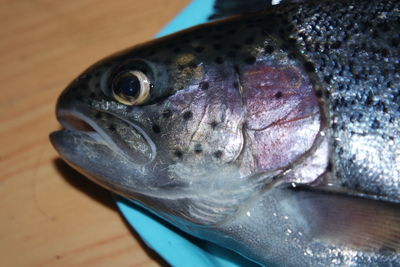 Close-up of fish on table