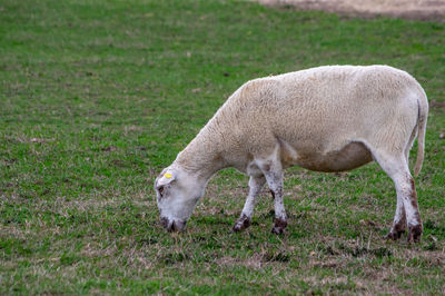 Sheep grazing in a field