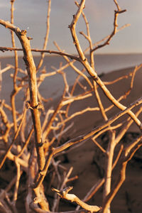 Close-up of twigs on branch