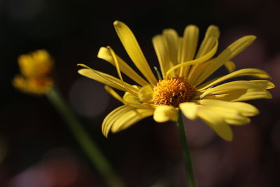 Close-up of yellow flower