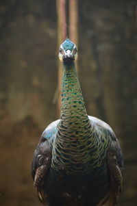 Close-up portrait of a peacock