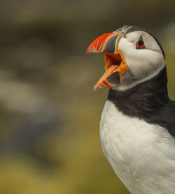 Close-up of a bird