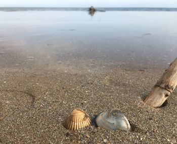 Close-up of seashells on beach