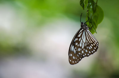 Butterfly on leaf