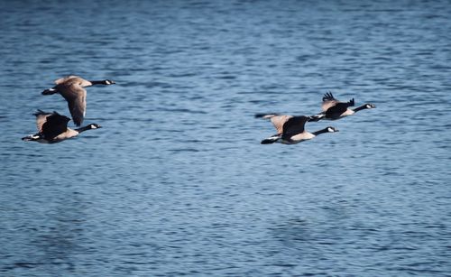 Birds in a lake