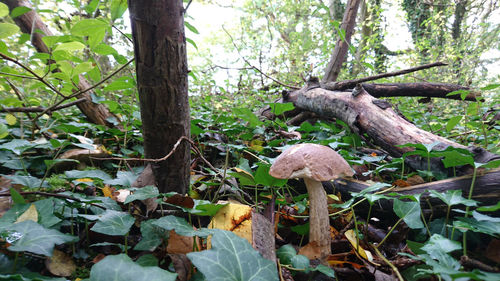 Trees growing in forest