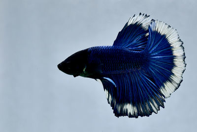 Multi color betta fish halfmoon from thailand or siamese fighting fish isolated in grey background