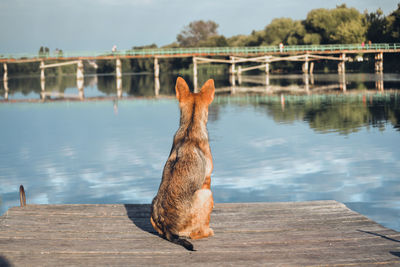 The dog is waiting at the dock