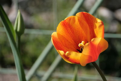 Close-up of orange day lily blooming outdoors