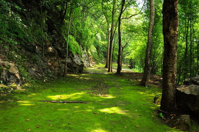 Trees growing in forest