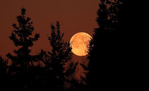 Low angle view of silhouette trees against sky at night