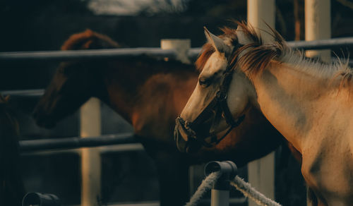 Horse standing in pen