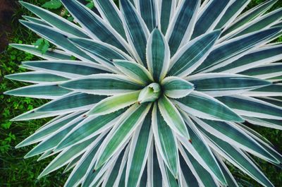 Close-up of flower blooming outdoors