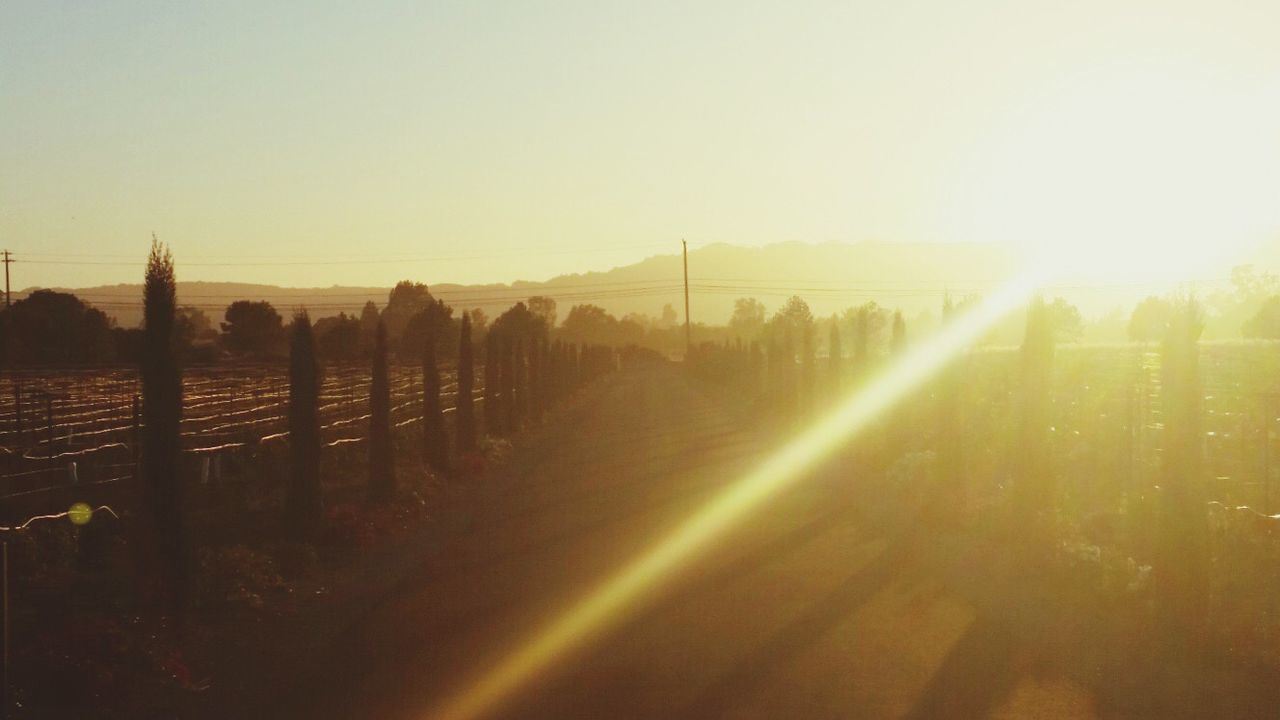 SUNSET OVER FIELD