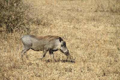 Warthog - wild boar of south africa