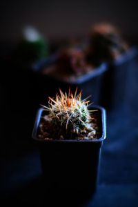 Close-up of potted plant