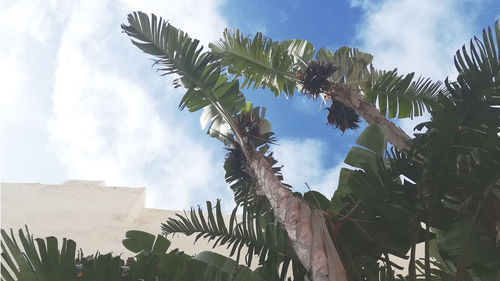 Low angle view of coconut palm tree against sky