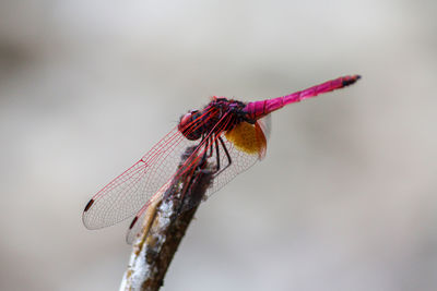 Close-up of dragonfly on twig